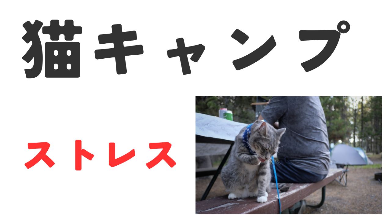 猫キャンプストレス